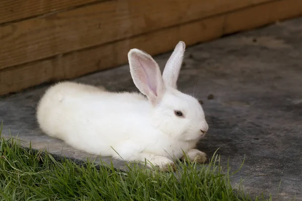 可爱的白兔 躺在花园里 — 图库照片