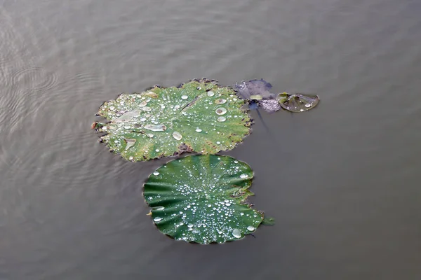 Φύλλο Lotus Στο Πάρκο — Φωτογραφία Αρχείου