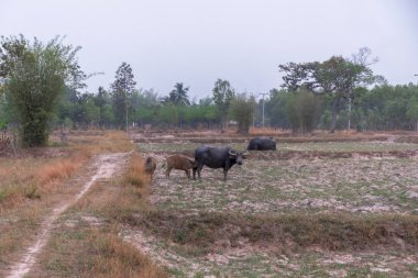 Buffalo evde beslenen hayvan bir çiftçi olduğunu