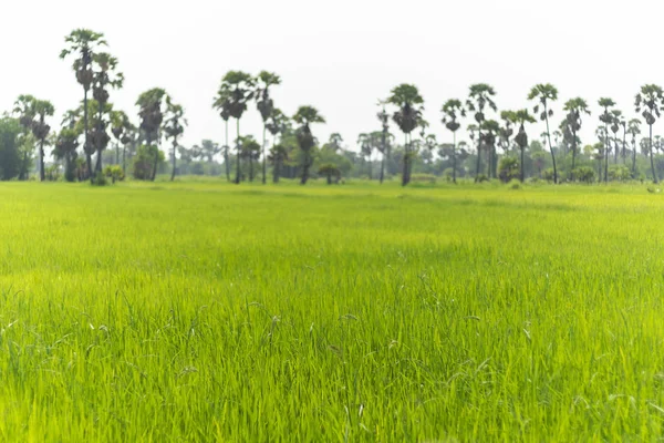 Riso verde — Foto Stock