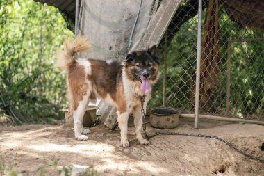 Tay köpek Bangkaew