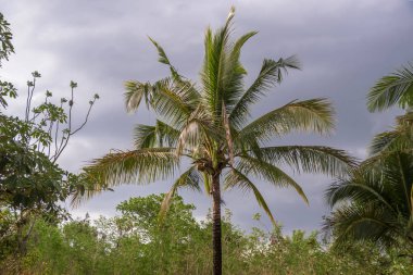 Hindistan cevizi ağaçları