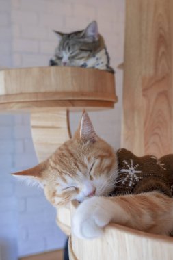 Şirin küçük kedi.