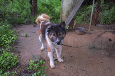 Tay köpek Bangkaew