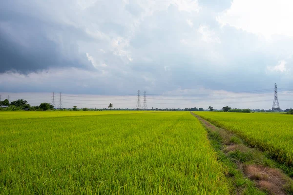 Reisfeld Lokaler Gegend Von Thailand — Stockfoto
