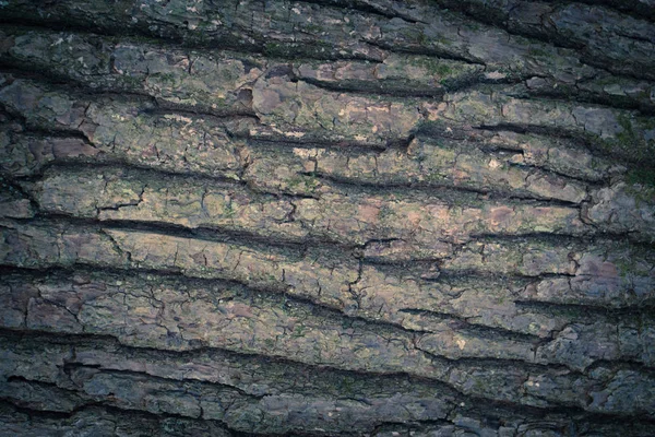 Υφή δέντρου. Φόντο — Φωτογραφία Αρχείου