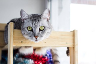 Ahşap raf yalan İskoçya kedi şirin portraitte.