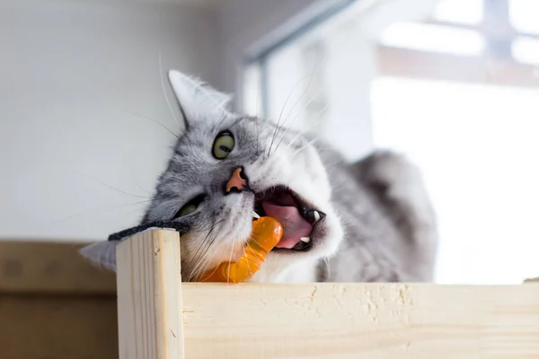 Enojado británico divertido gato muerde naranja juguete . —  Fotos de Stock