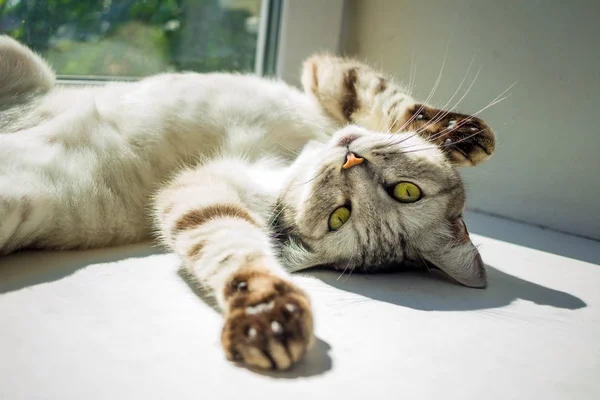 Šedá roztomilý mourovatá kočka ležet na slunci — Stock fotografie