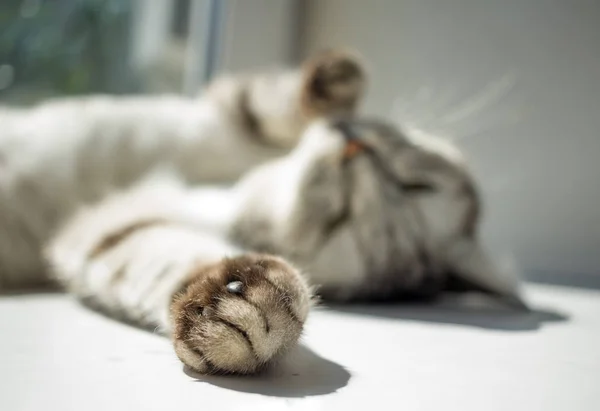 Kočičí pracku o zaměření a kočka ležet na slunci — Stock fotografie