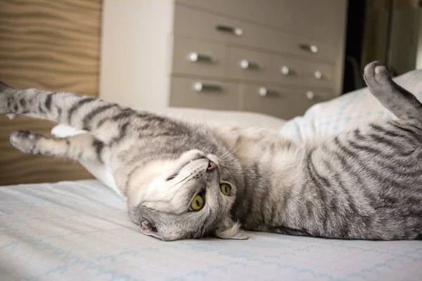 Cinza bonito gato escocês deitado na cama e alongamento — Fotografia de Stock