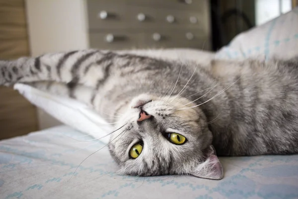 Gris lindo gato acostado en almohada y estiramiento —  Fotos de Stock