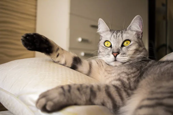 Retrato de gato cinza escocês de olhos amarelos deitado — Fotografia de Stock