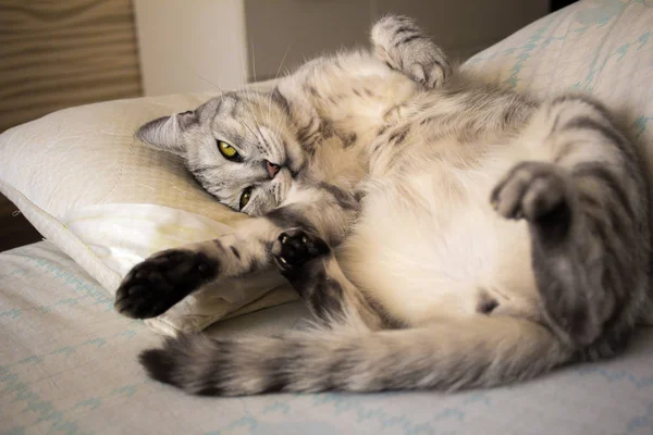 Écossais drôle chat gris couché sur oreiller et étirement — Photo