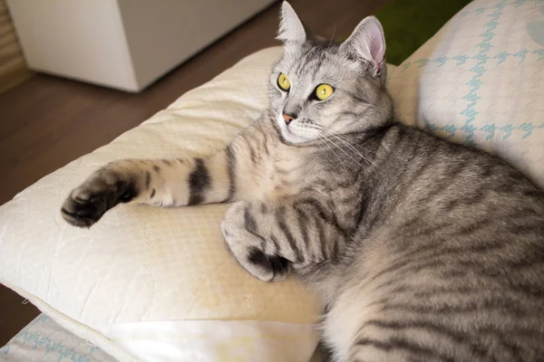 Portrét prolhaný vážné skotský šedá kočka — Stock fotografie