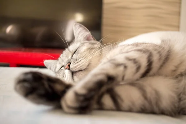 Roztomilé spící šedé skotský kočka ležela na polštáři — Stock fotografie