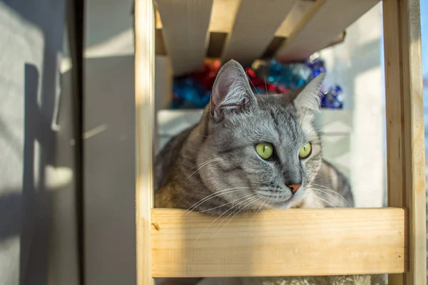 Cute portraitte of Scottish cat lying on wooden shelf. — Stock Photo, Image