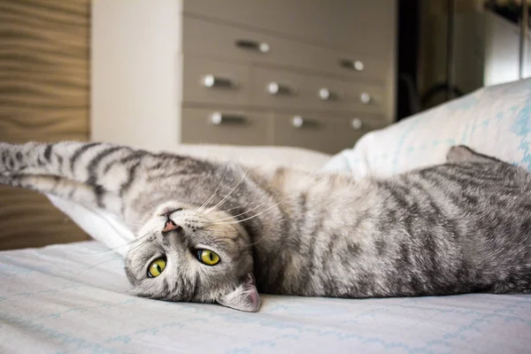 Oreja recta gato escocés acostado en la almohada y estiramiento —  Fotos de Stock