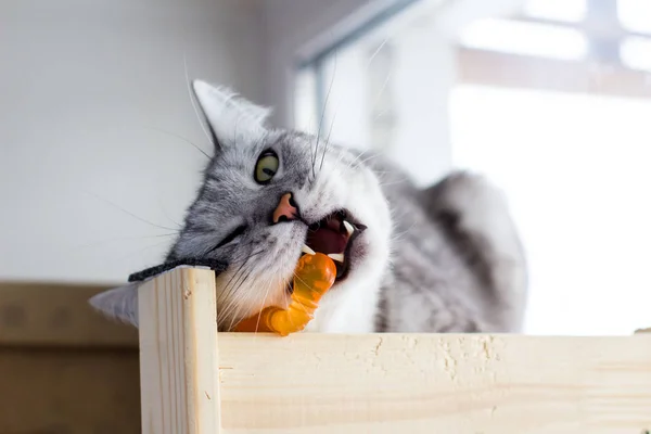 Irritado escocês engraçado gato morde laranja brinquedo . — Fotografia de Stock
