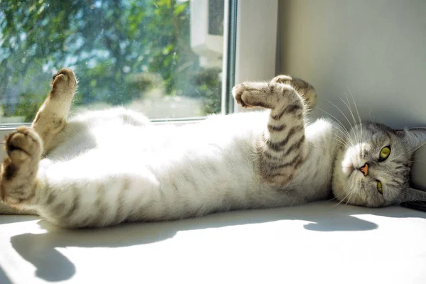 Cinza bonito gato escocês tabby deitado ao sol — Fotografia de Stock