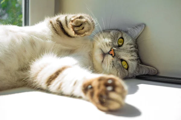 Šedá roztomilý líná kočka ležet na slunci — Stock fotografie