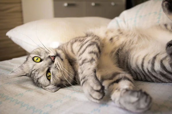 Cinza bonito gato de mesa deitado na cama — Fotografia de Stock