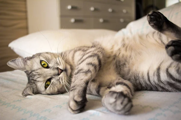 Cinza bonito gato escocês deitado na cama — Fotografia de Stock