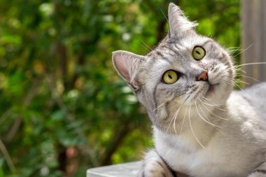 Gri kedi anlamlı gözleri yeşil bahçe bulanık arka plan üzerinde görünüyor