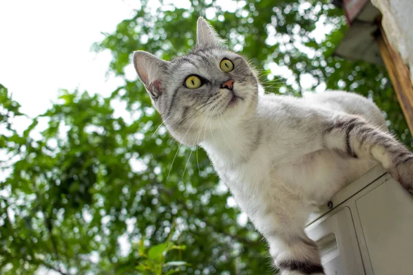 背景をぼかした写真緑の庭の表情豊かな目と灰色の猫を登る — ストック写真