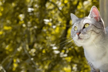 Sonbahar bahçe bulanık arka planda gri kedi