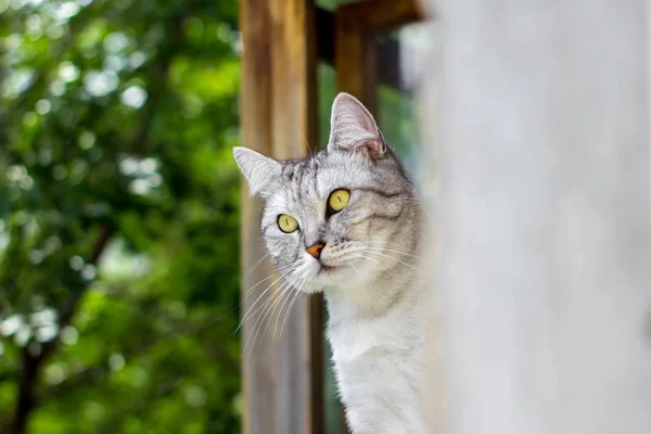 Vista a partir do canto: gato cinza sentado em folhas verdes bokeh fundo borrado — Fotografia de Stock