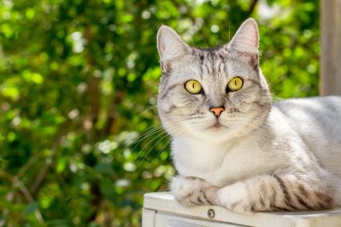 Gri kedi üzerinde yeşil bahçe yalan arka plan bulanık