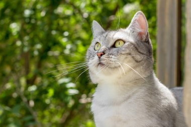 Yaz bahçesinde İngiliz gri kedi arka plan bulanık
