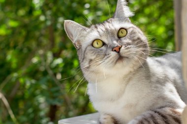 Yeşil bahçe ilginç suratında gri İngiliz kedi arka plan bulanık