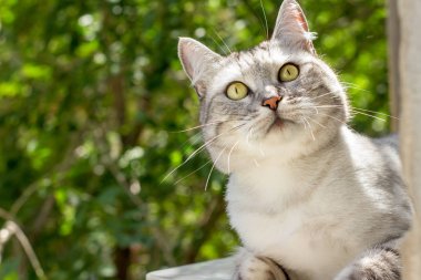 Yeşil bahçe ilginç suratında gri İngiliz kedi