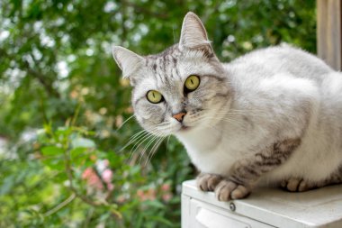 Gri İngiliz saç kesimi kedi yeşil bir bahçe içinde