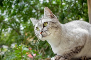 Gri İngiliz saç kesimi kedi yeşil bir bahçe içinde