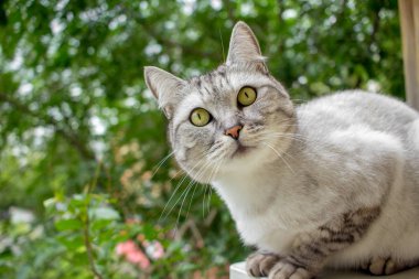 Gri İngiliz saç kesimi kedi yeşil bir bahçe içinde