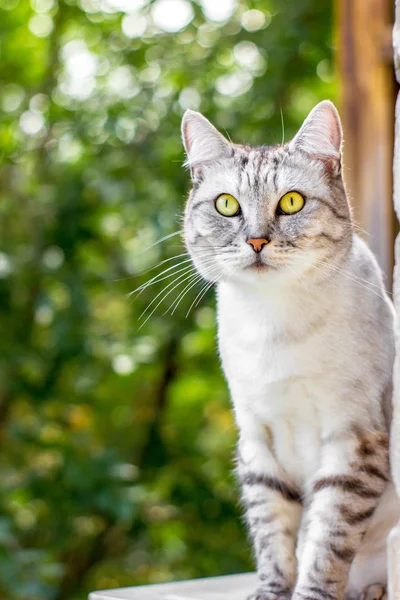 Gato cinzento sentado no jardim verde — Fotografia de Stock