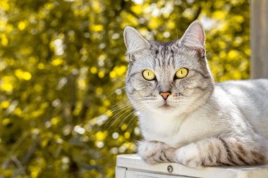 Gri İngiliz kedi sonbahar bahçe yalan arka plan bulanık