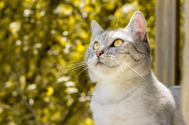 Sonbahar bahçesinde İngiliz gri kedi arka plan bulanık