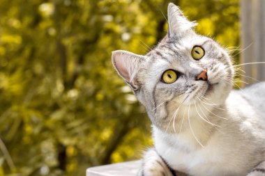 Gri kedi anlamlı gözleri ile sarı sonbahar bahçe üzerinde görünüyor