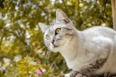 Sarı sonbahar arka planda gri saç kesimi kedi