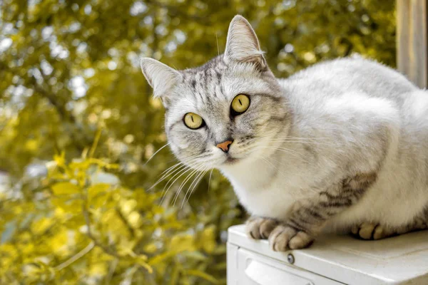 Gato de corte de cabelo britânico cinza no jardim amarelo de outono — Fotografia de Stock
