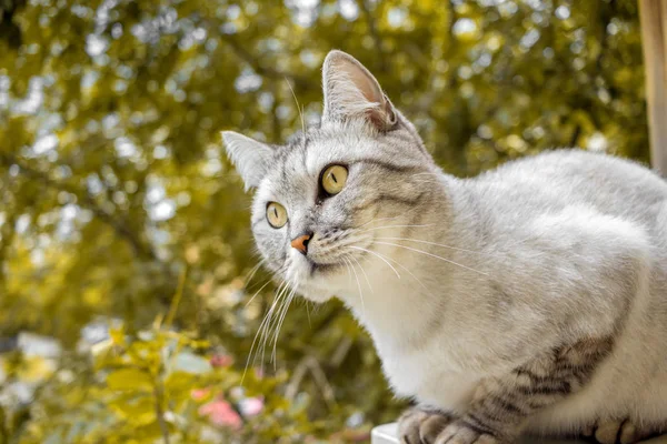 Gato Corte Cabelo Cinza Fundo Outono Amarelo — Fotografia de Stock