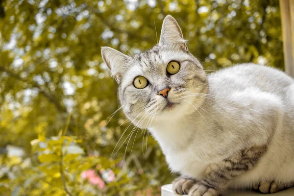 Gato de corte de cabelo britânico cinza no jardim amarelo de outono — Fotografia de Stock