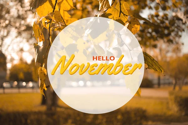 Hola composición de otoño noviembre en el parque. Hojas amarillas y naranjas paisaje de árboles —  Fotos de Stock