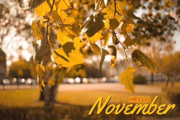 Olá, Novembro. Conceito de outono. Composição no parque. Folhas amarelas árvore paisagem — Fotografia de Stock