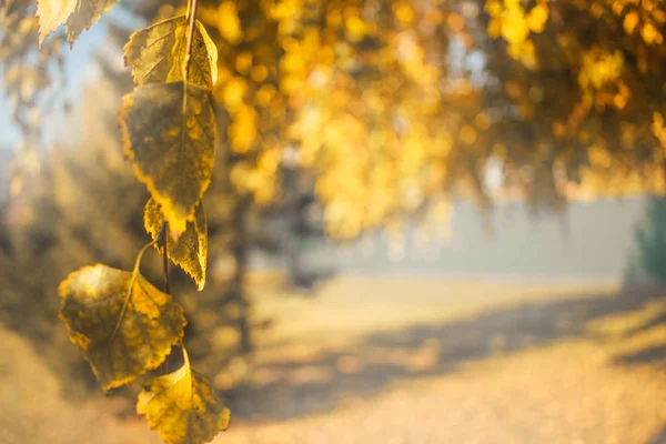 Abedul amarillo del otoño deja paisaje del árbol. Composición en el parque . —  Fotos de Stock
