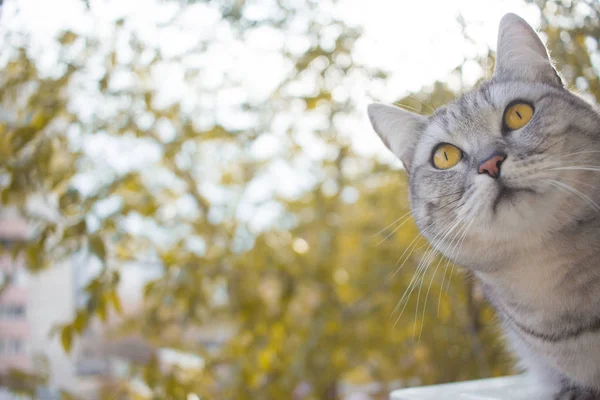Gato britânico cinza no jardim de outono fundo borrado — Fotografia de Stock